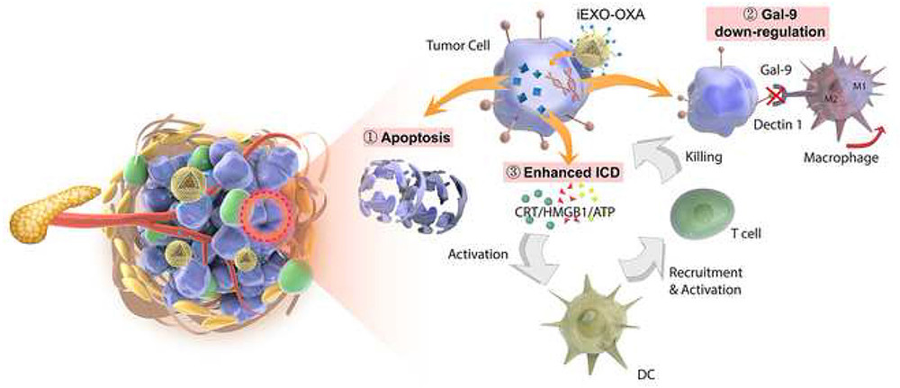 Dual-loaded exosomes delivering siRNA and OXA enhance PDAC immunotherapy and modulat e tumor immune microenvironment.