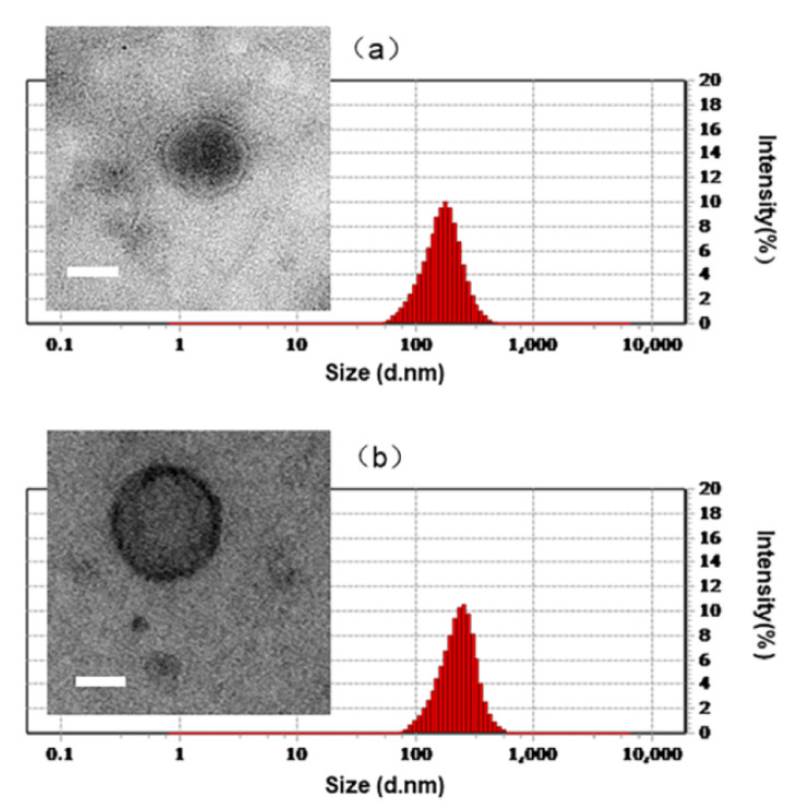 TEM images and size distribution of dual-loaded exosome mimetics showing morphology and nanoscale structure (~100 nm).
