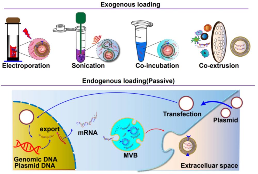 Exosome Cargo Loading