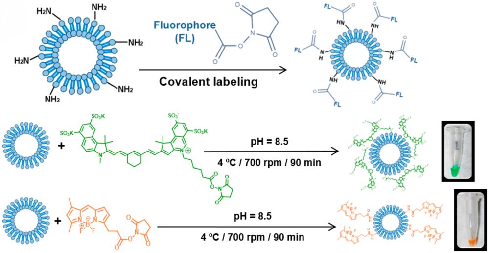 Exosome Labeling with Lipophilic Dyes