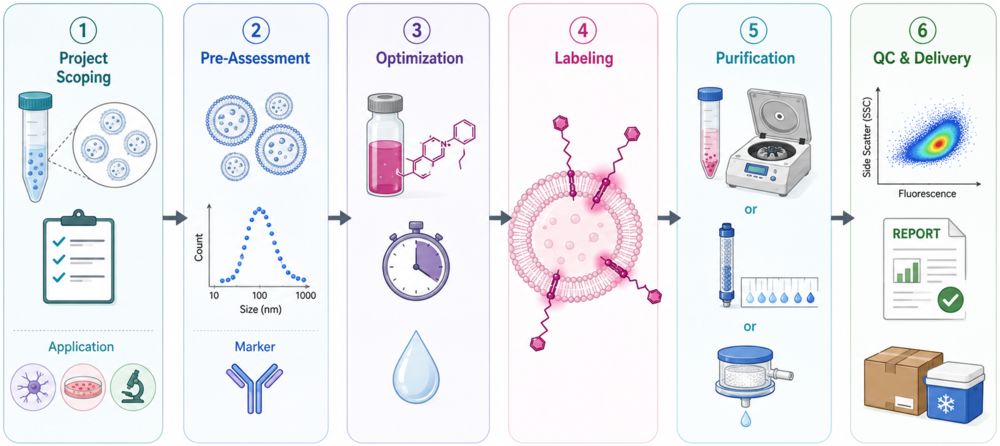Six-step workflow for exosome labeling with lipophilic dyes, from project scoping to QC and delivery.