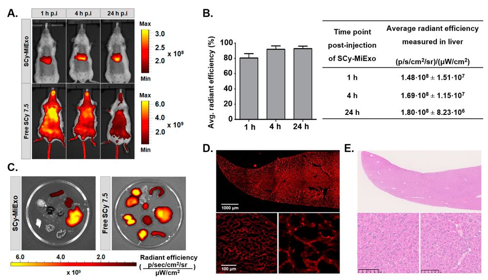 NIR-labeled exosome biodistribution and liver uptake in mice compared with free dye.