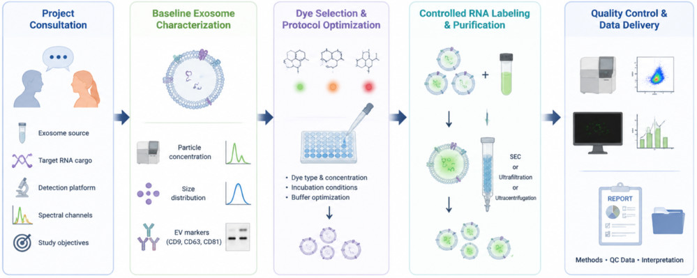 5-step exosomal RNA labeling workflow from consultation and characterization to labeling, purification, and QC reporting.