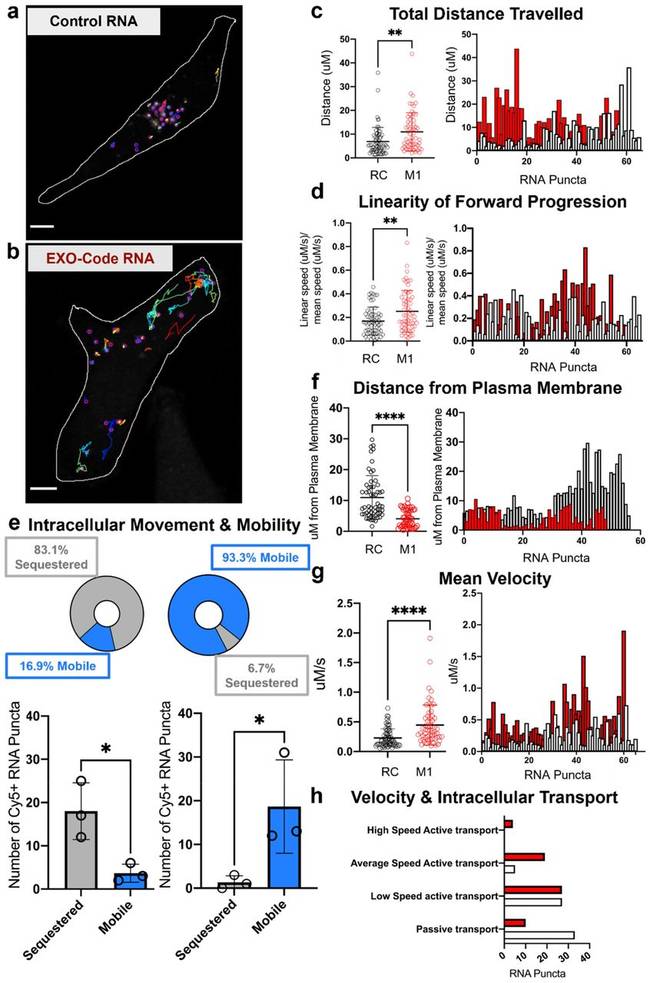 EXO-Code RNA live-cell tracking showing intracellular mobility and transport dynamics in cells.