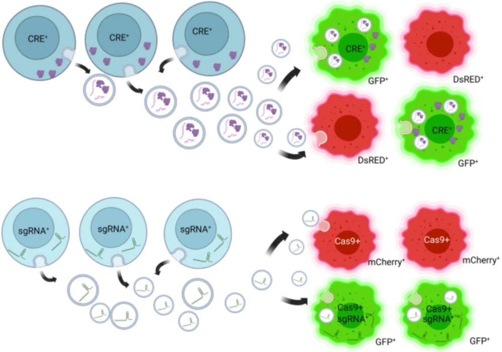 Exosome Fluorescent Labeling Services