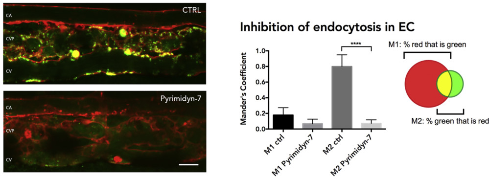 Dynamin inhibition reduces uptake of fluorescent CD63-positive exosomes in zebrafish CVP endothelial cells.
