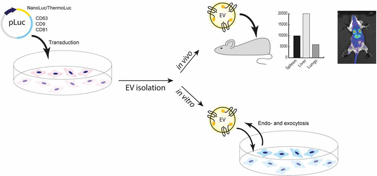 Bioluminescent EV tracking shows rapid in vivo distribution and organ-specific uptake after administration.