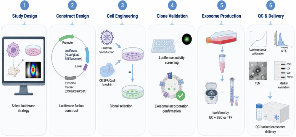 Six-step workflow for bioluminescent exosome labeling from study design, construct design, cell engineering to QC delivery.