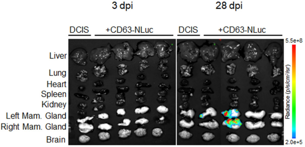 Ex vivo BLI shows CD63-NanoLuc exosome distribution across multiple organs with time-dependent signal increase.
