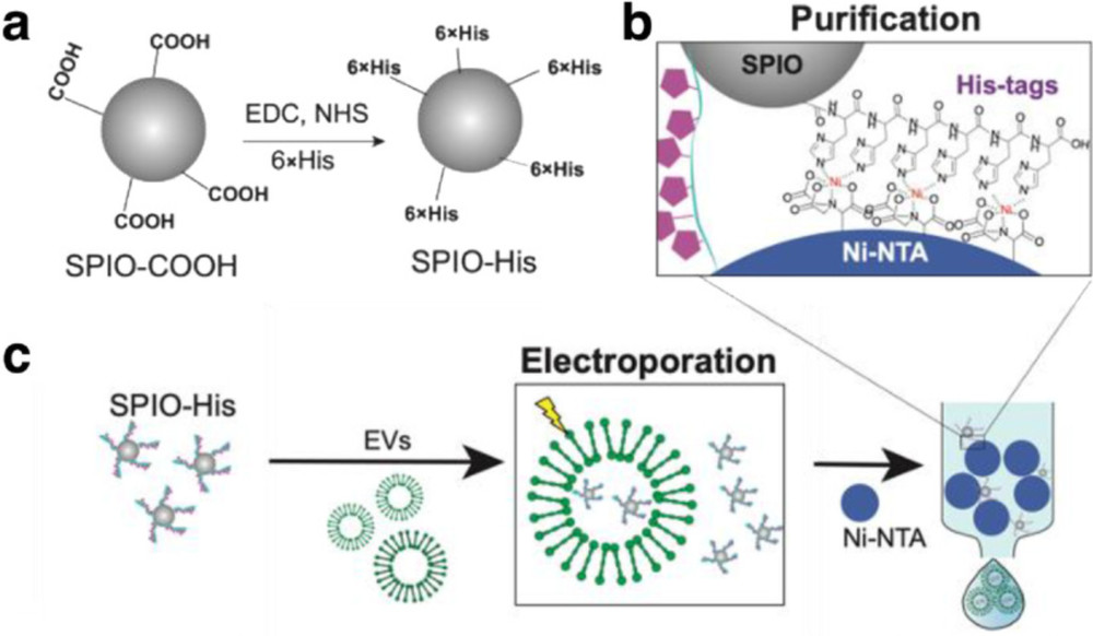Exosome Labeling with SPION for MRI Tracking