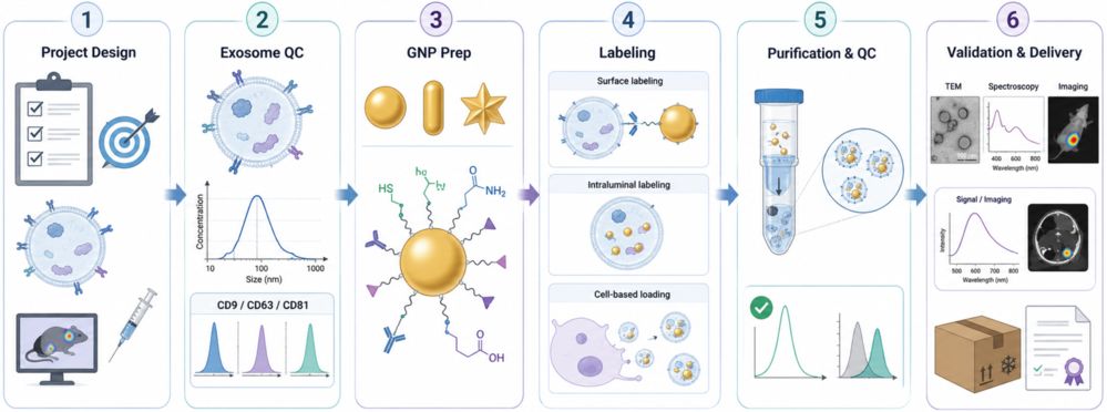 6-step GNP exosome labeling workflow from design and QC to labeling, purification, validation, and delivery for imaging studies.