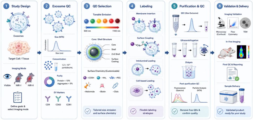 Exosome Labeling with Quantum Dots