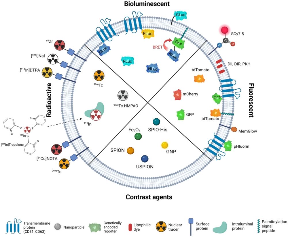 In vivo exosome imaging methods using fluorescent, genetic, radioactive, and nanoparticle labels.