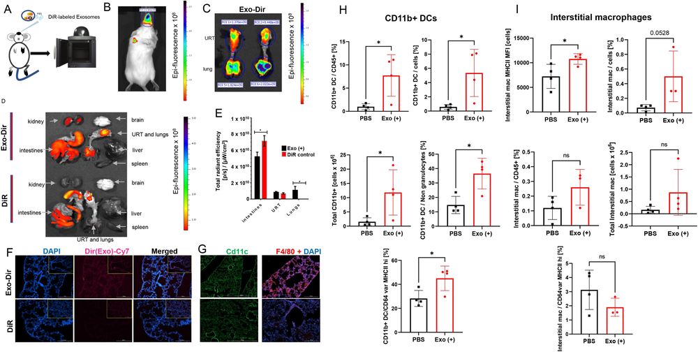 DiR-labeled exosomes traced in mouse respiratory tissues after intranasal delivery.