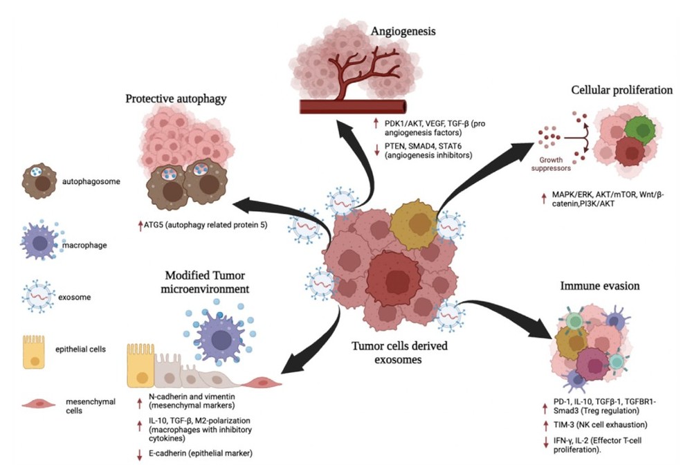 Exosome Cellular Functional Assays