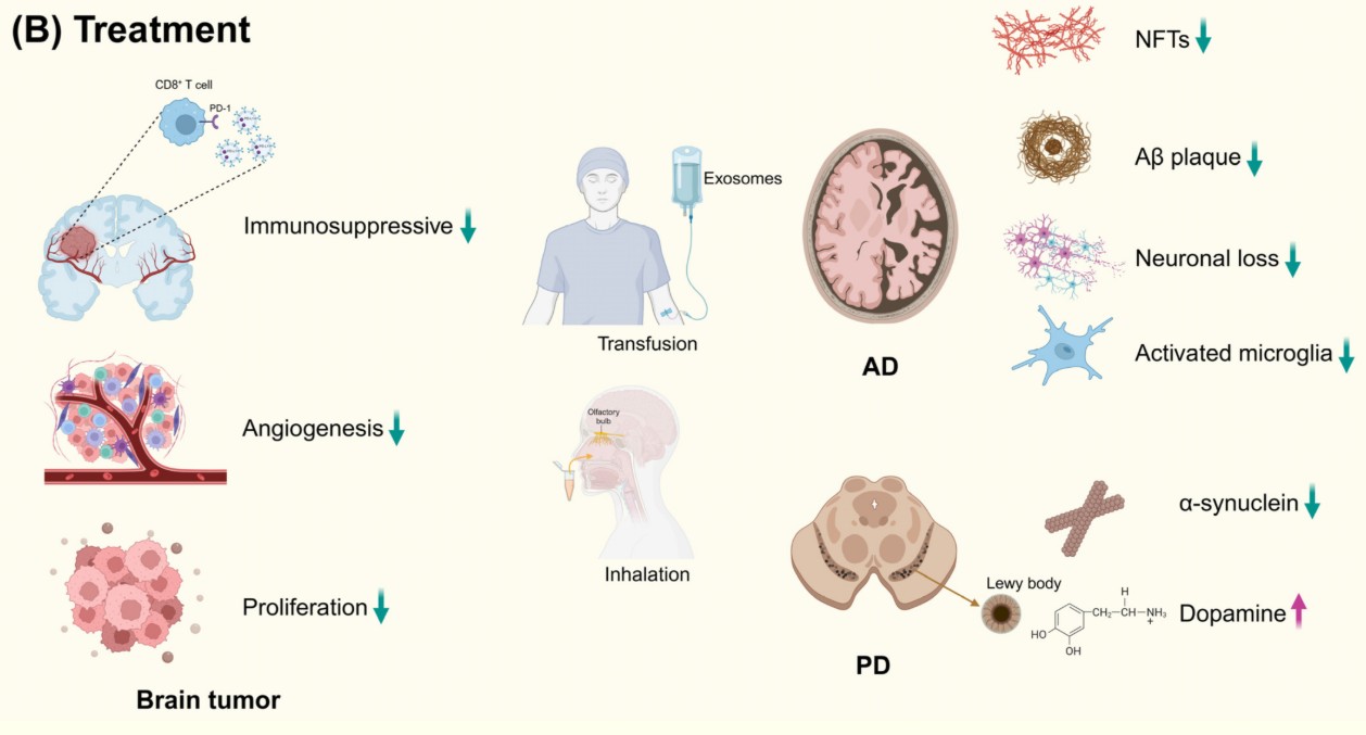 Exosome Drug Release and Transcytosis Assays