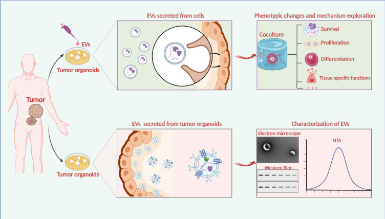Exosome Organoid-based Functional Assays