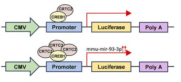 Exosome Dual-luciferase Reporter Gene Assay