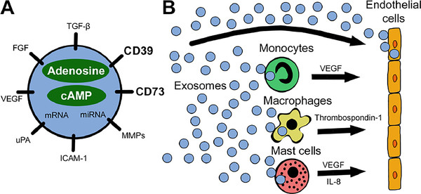 Exosome-protein Interactions Assay