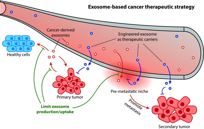 <em>In Vitro</em> Exosome Functional Assays