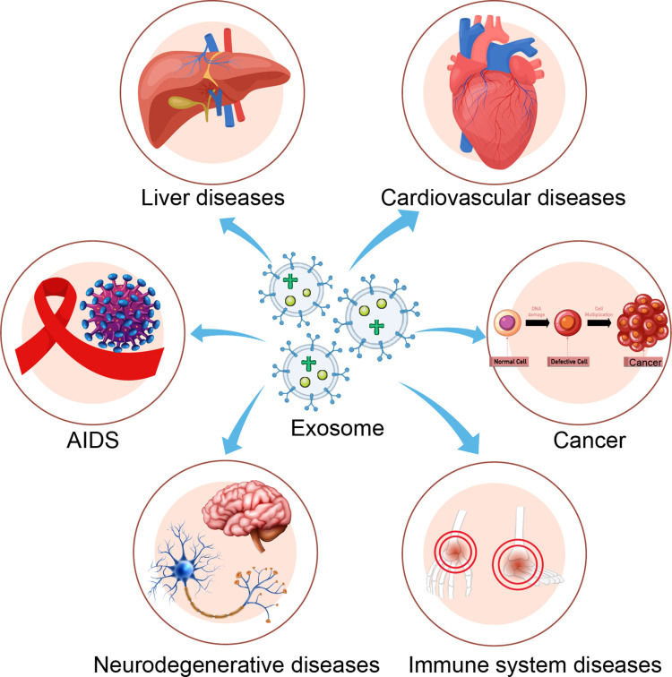 Exosome Drug Delivery and Bioactivity Validation Services