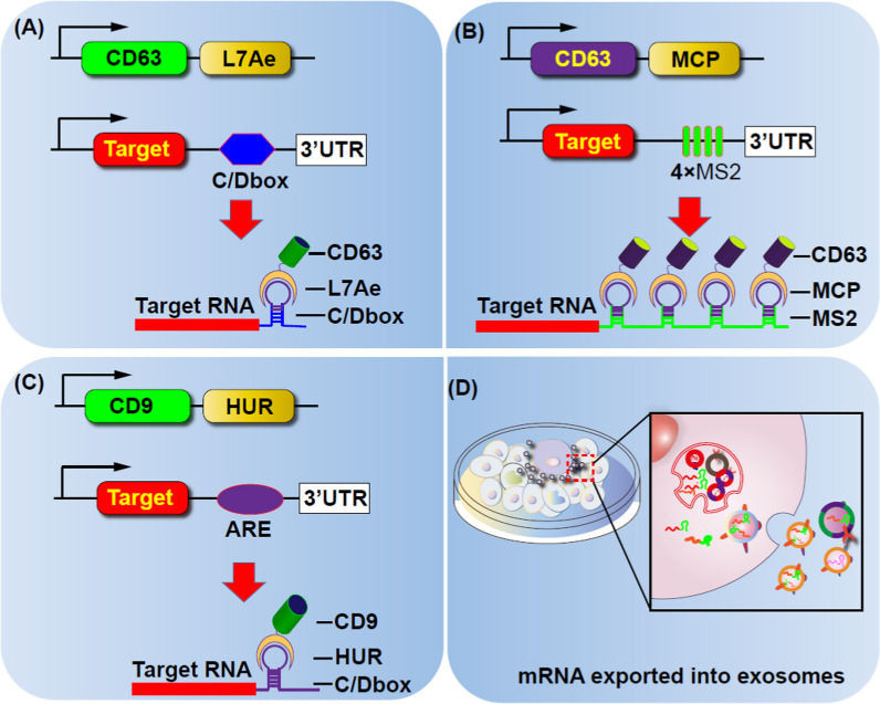 Diagram of programmable exosomes loading mRNAs.