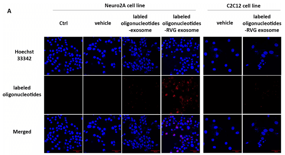 Fluorescently labeled exosomes in Neuro2A and C2C12 cells.