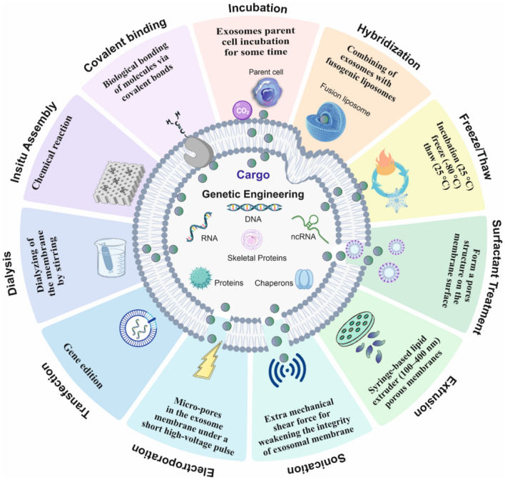 Exosome ASO Delivery