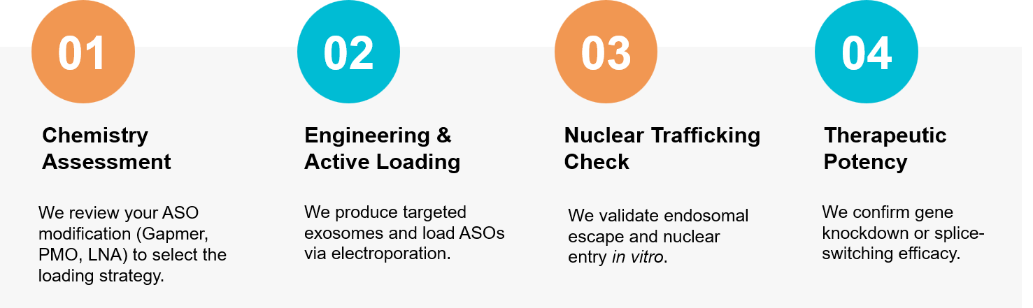 Exosome ASO delivery workflow.