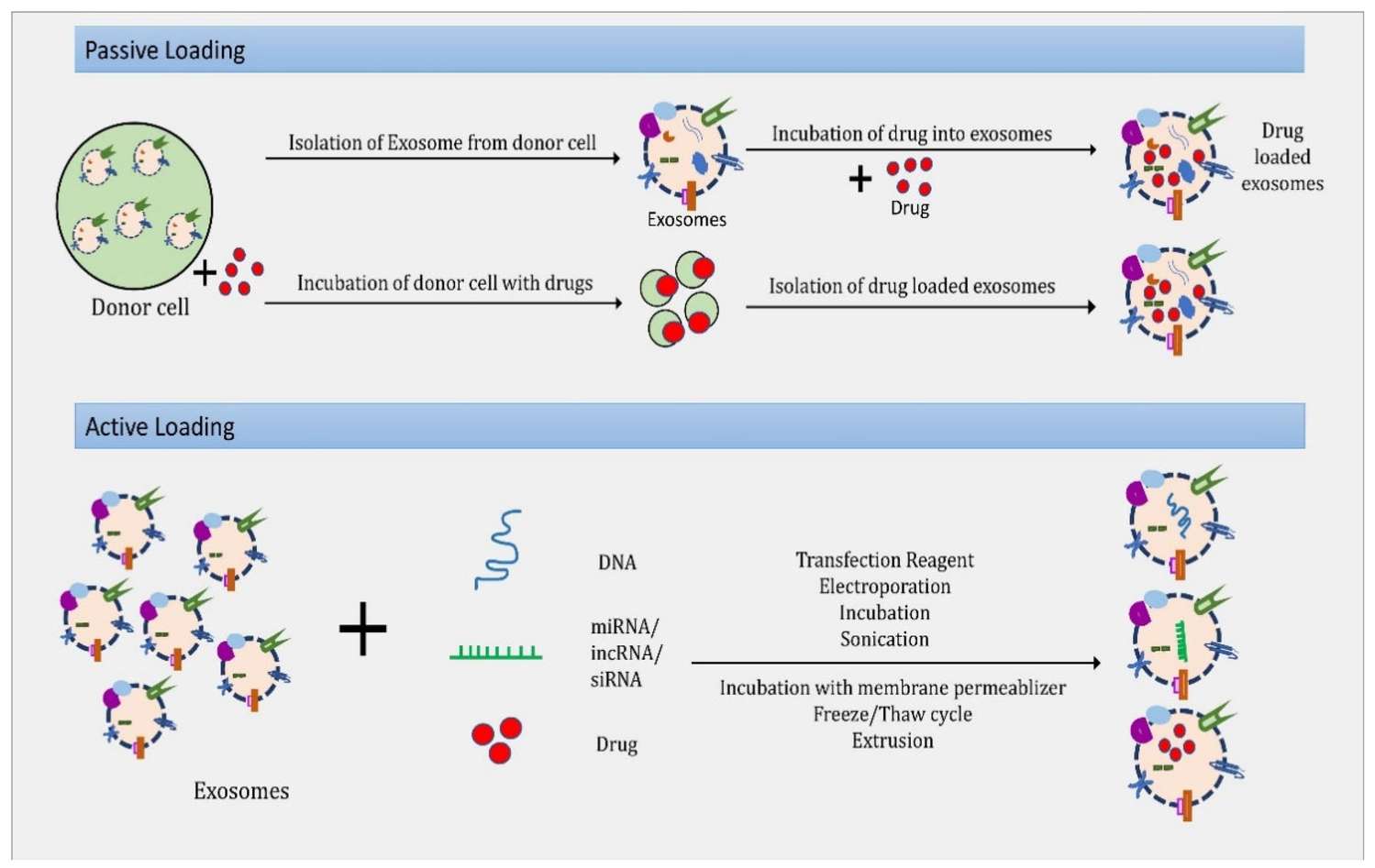 Exosome Small Molecule Delivery