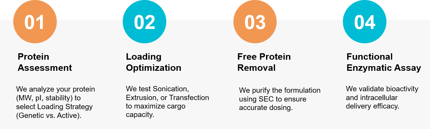 Exosome protein loading workflow.