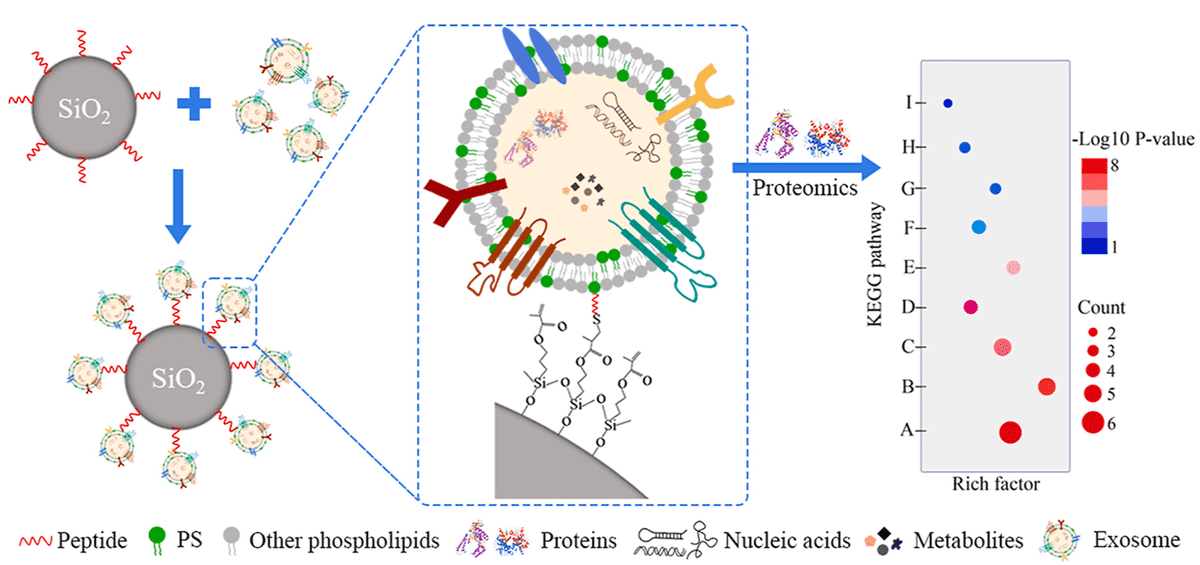Exosome Targeted Delivery of Peptides