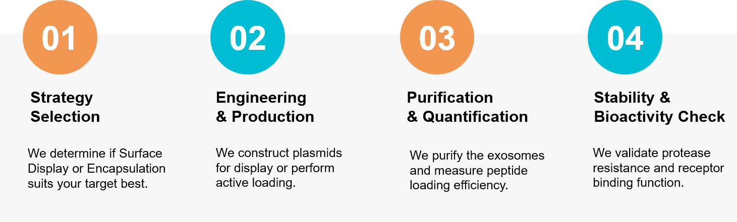 Exosome peptide delivery workflow.