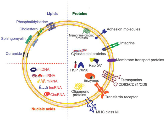 Exosome Drug Delivery Solutions