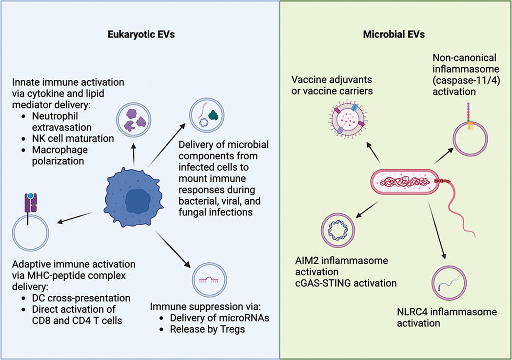 EVs in immunity and host defense mechanisms.