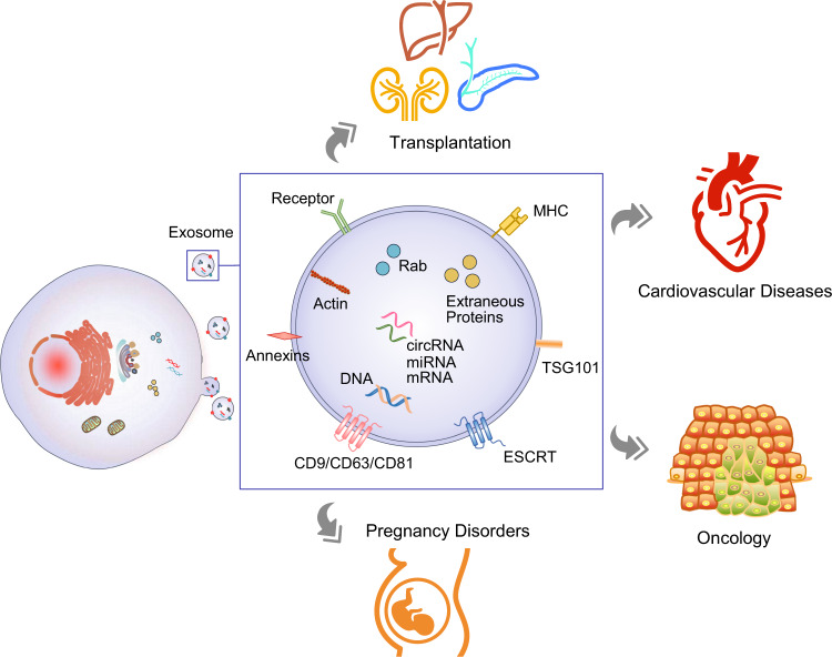 Exosome formation and use in liquid biopsy for clinical diagnostics.