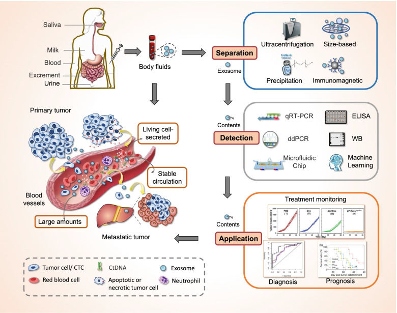 Diagram showing exosomes as a new target in liquid biopsy.