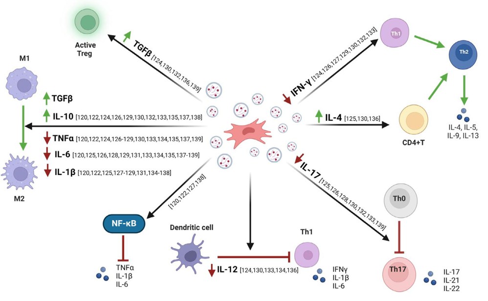 EVs' therapeutic effects on IBD.