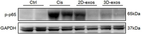 Reduced p-p65 expression with 3D-exos treatment.