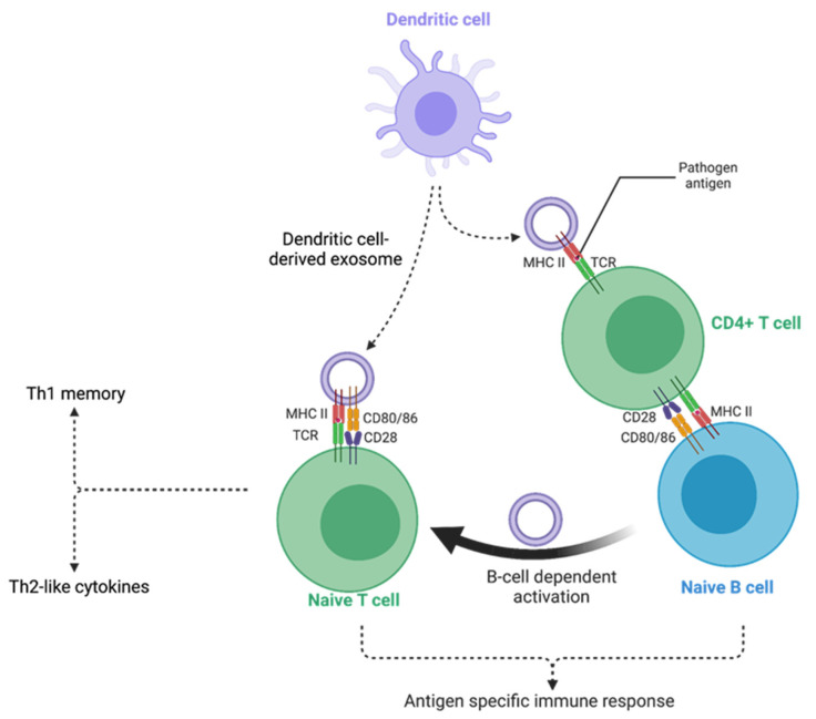 Exosome-Based Vaccine Development