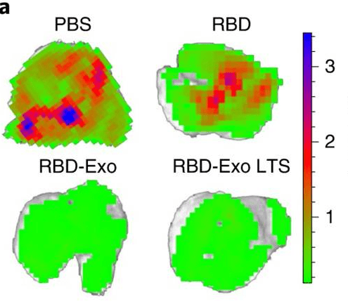 GFP signal reduction in lungs with RBD-Exo vaccination.