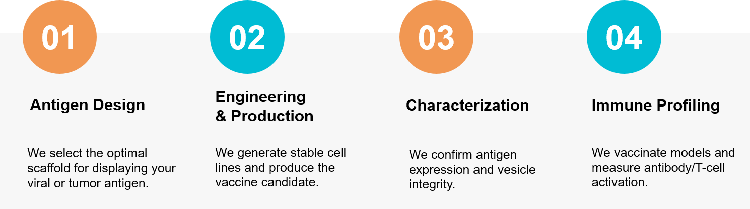 Exosome vaccine development workflow.