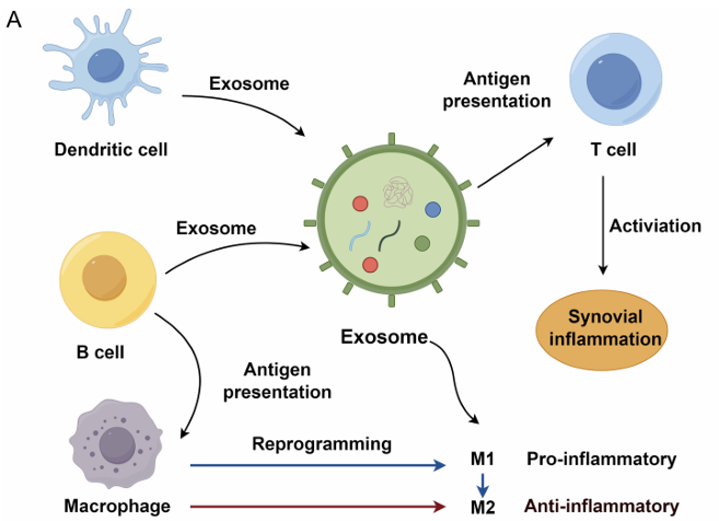Exosome Immunomodulation and Inflammation Control Studies