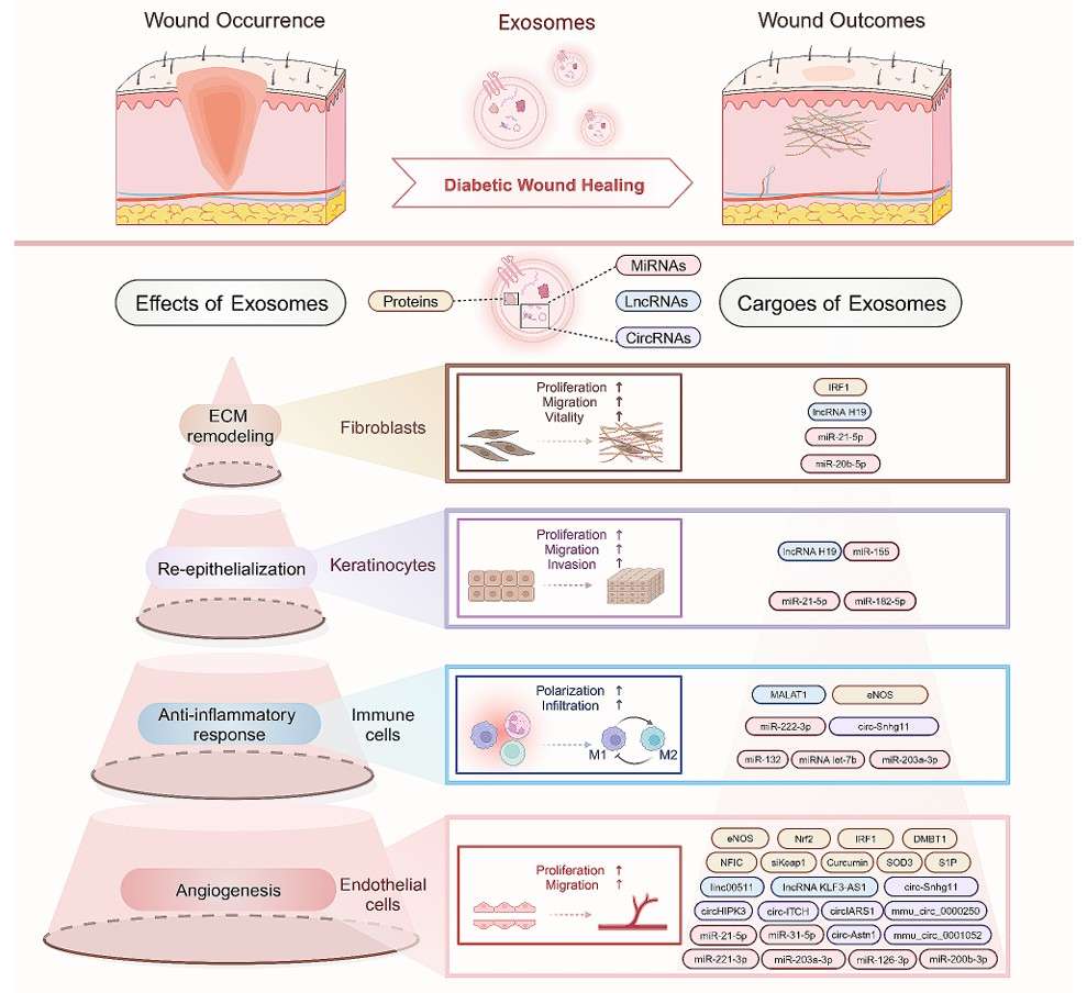 Exosome Wound Healing and Bone Regeneration Studies