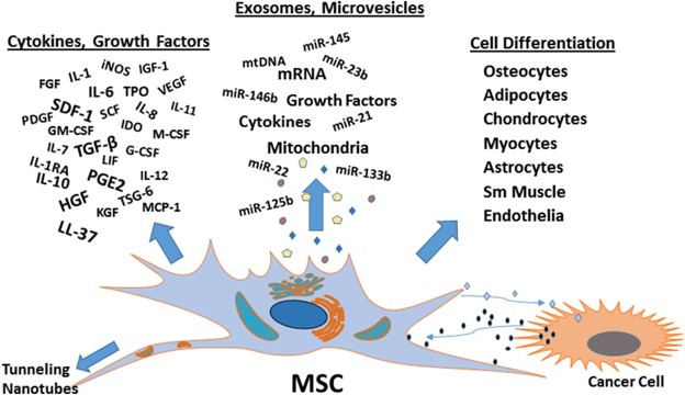 Exosome Therapeutics Research Solutions
