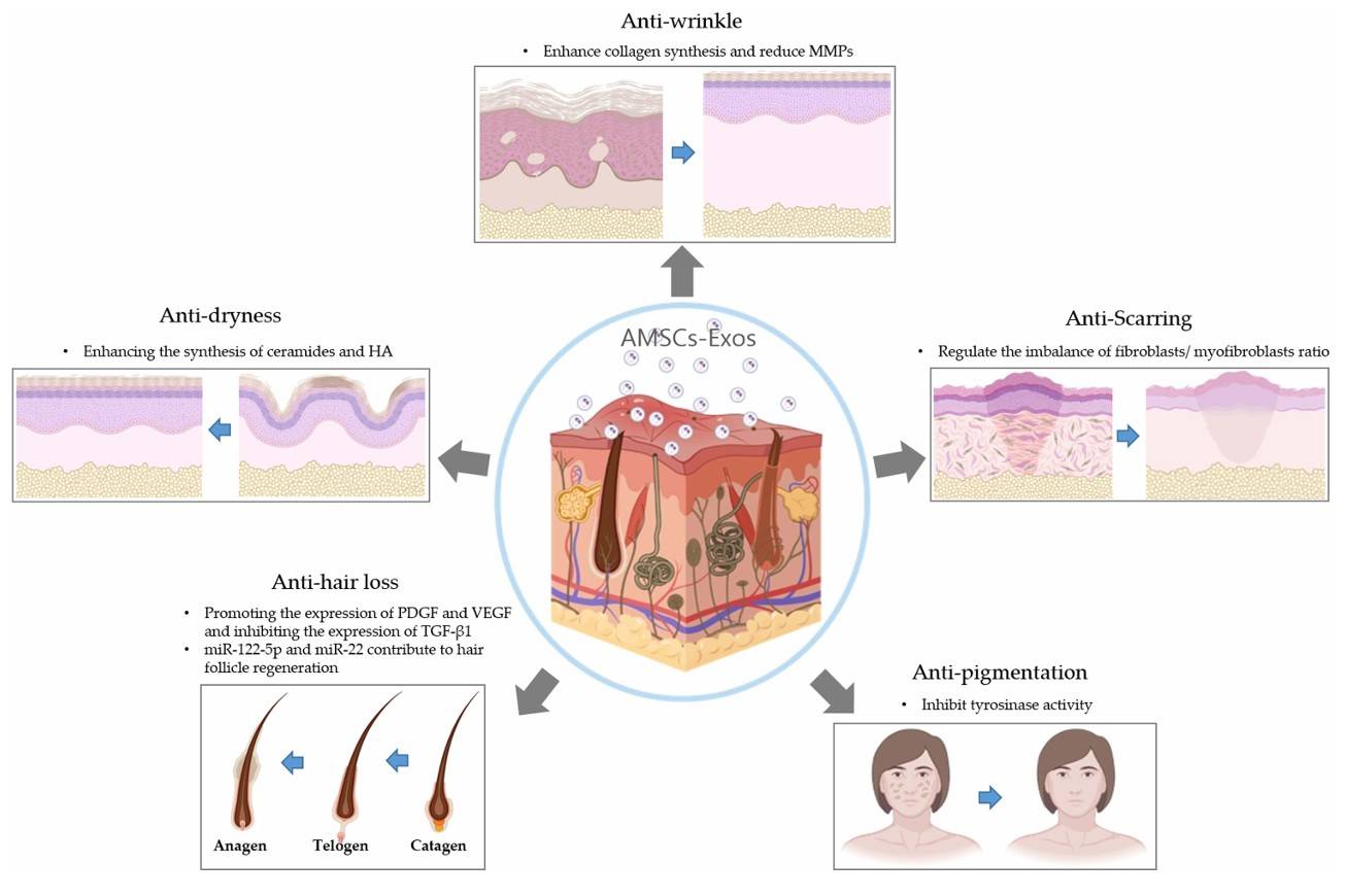 Cosmetic-Grade Stem Cell Exosome Development