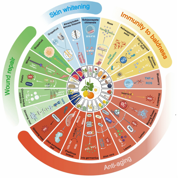 PENs' roles in skin therapy.