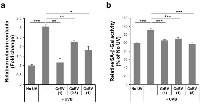 Anti-senescence and anti-pigmentation effects of GcEVs on melanocytes.