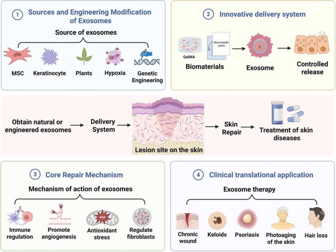 Cosmetic Exosome Safety and Efficacy Testing