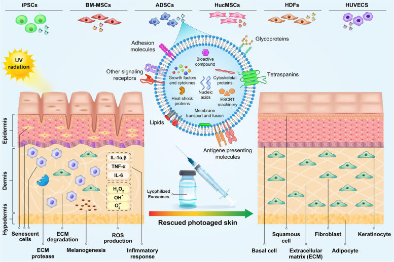 Exosome Solutions in Skincare and Cosmetics